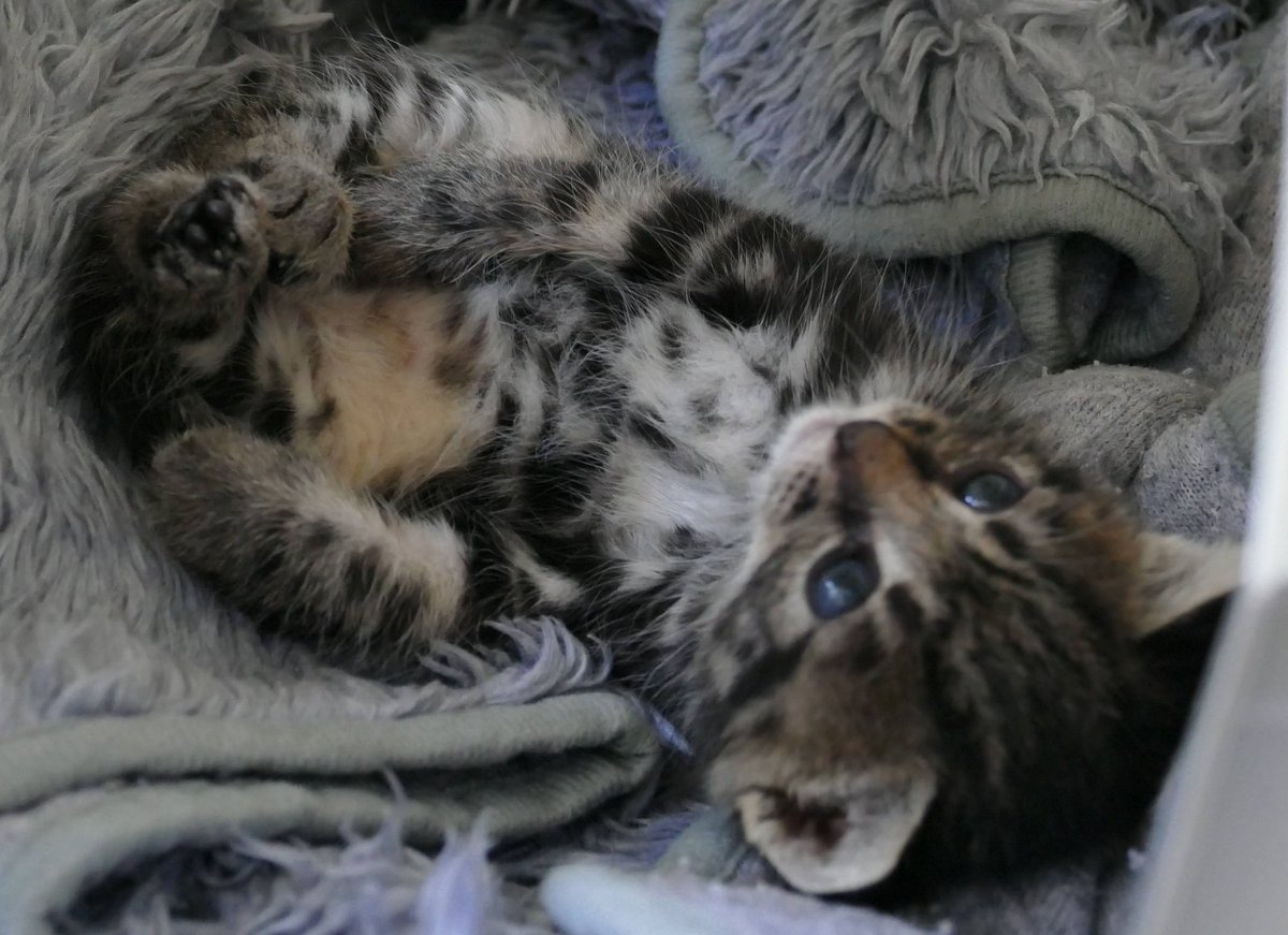 Eins von mehreren Kitten, die als Waisen mit der Flasche aufgezogen werden müssen
#AdoptDontShop #Katzen