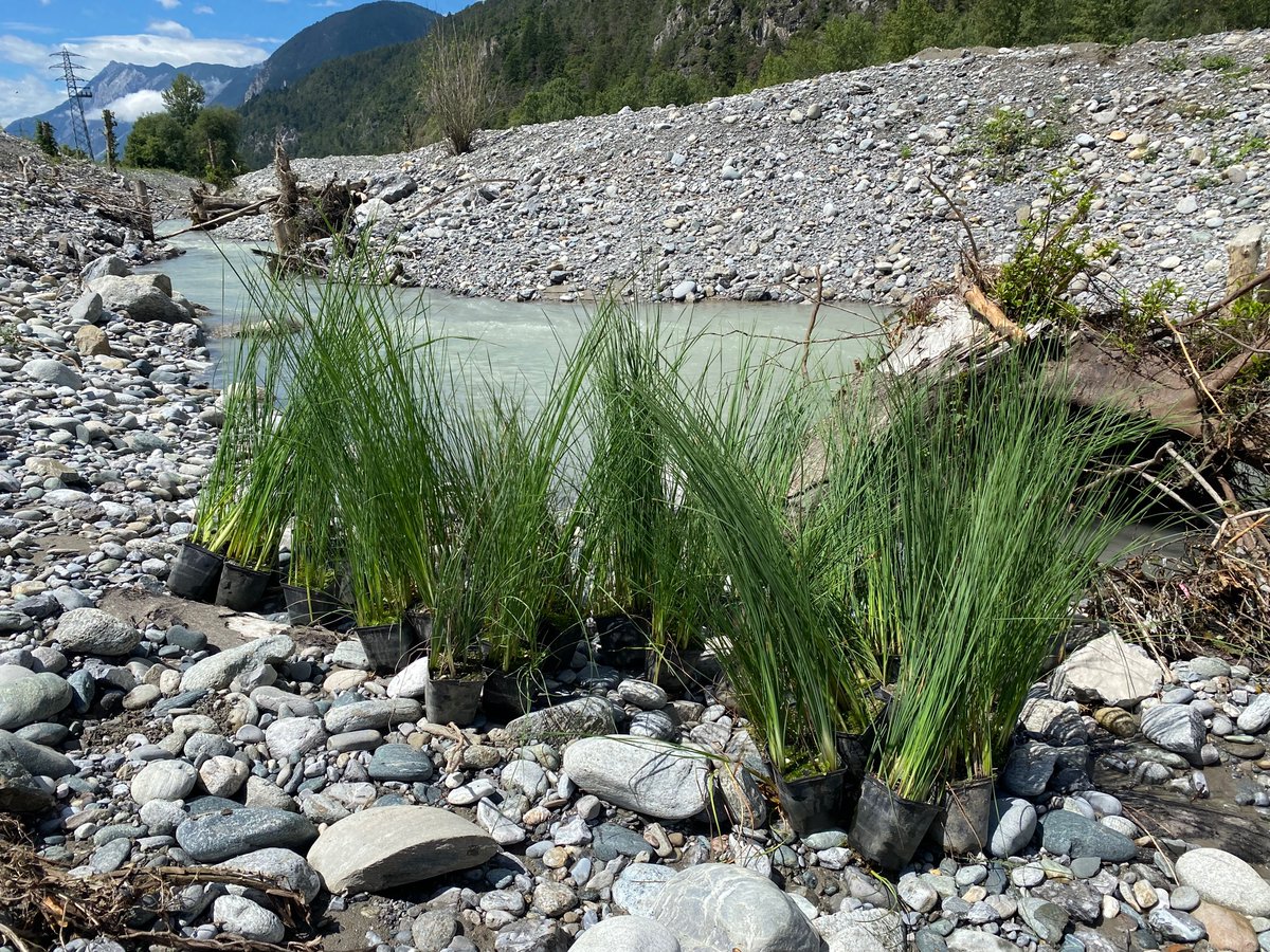 m_schletterer's tweet photo. We are planting #dwarf #bulrush (#๐๐บ๐ฑ๐ฉ๐ข #๐ฎ๐ช๐ฏ๐ช๐ฎ๐ข) with Christina #Kollnig at the #Innrevitalisierung #Stams-#Rietz: this plant was common in #alpine #rivers, but disappeared due to river regulation. The #river #widening provides new #habitats for this species! #TIWAG https://t.co/0Cl5pFFVbO