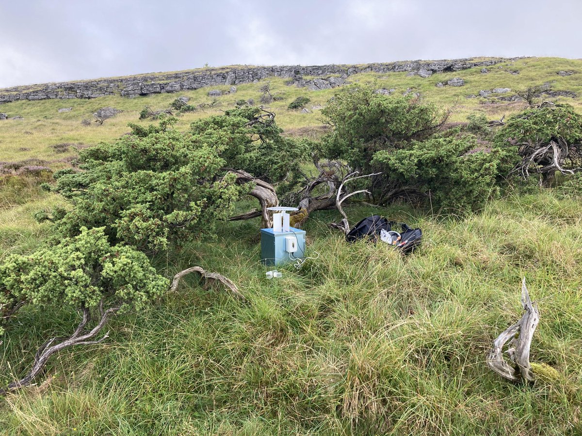 Camped out in the Yorkshire Dales at the weekend to search for Chestnut-coloured Carpet (Thera cognata), a juniper feeder. Poor weather meant that we only had 1 individual to the actinic trap and none to the two MVs. Possibly missed the peak of its flight period. Moth pic: TMW
