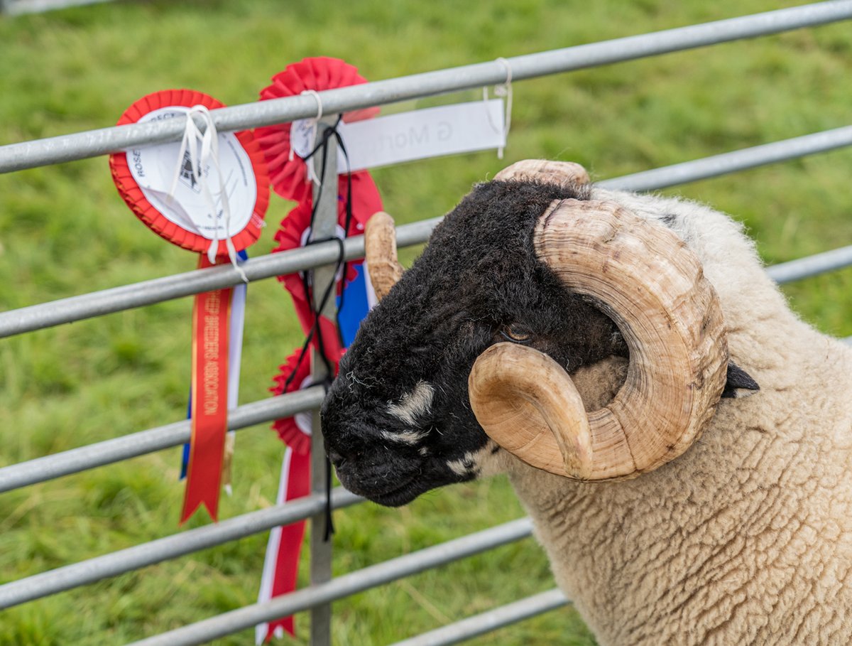 HodderShow's tweet photo. #thursdaythrowback
@hoddershow 2022
promoting #agriculture .. #tradditional
look forward to see u all on the 9th september at Slaidburn
#FARM24 @FarmersGuardian https://t.co/MQc0wbomyO