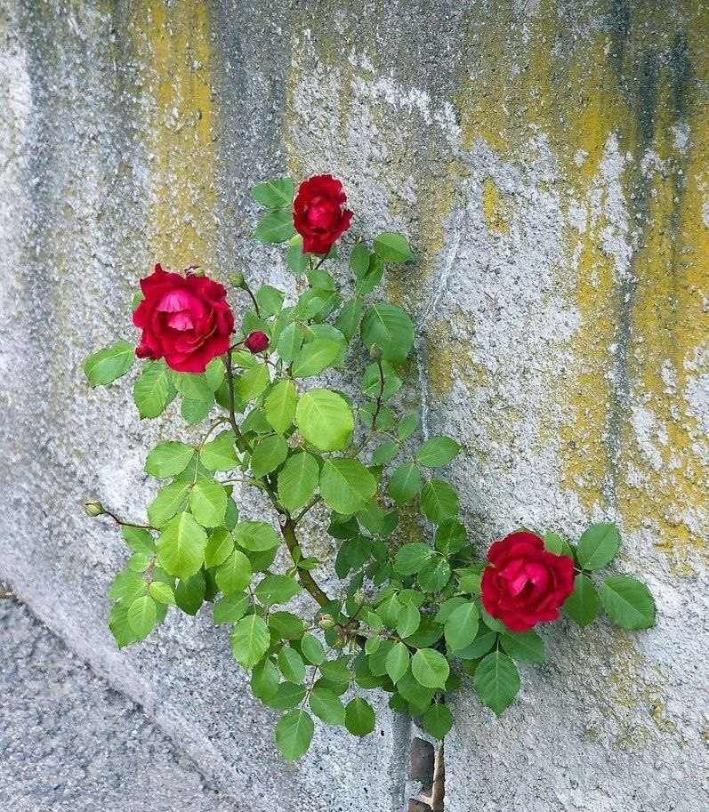 Söylesene kalbim; 

"Bu çağ kaç defa yaraladı seni en derinden."