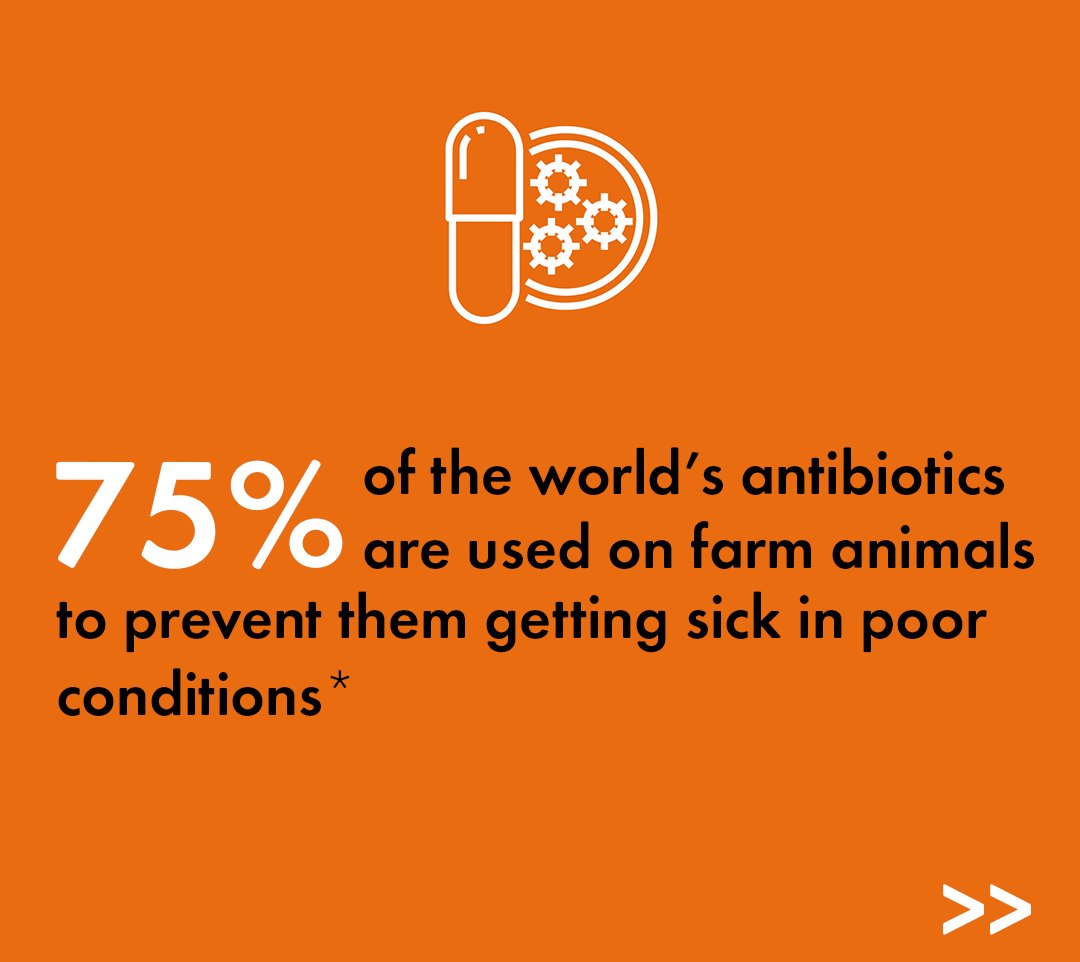 MoveTheWorldIN's tweet photo. Intensive farming and overuse of antibiotics impact animals, humans and our environment while giving rise to superbugs causing AMR. We can stop this by demanding higher welfare.
Do your part now: https://t.co/7mskAYwG6q
#EndSuperbug #AMR #anitbioticawareness https://t.co/EzWRvZE8A2