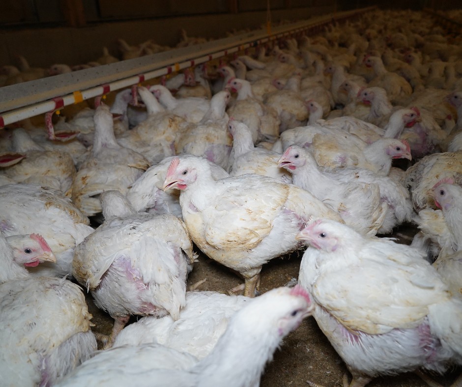 MoveTheWorldIN's tweet photo. Intensive farming and overuse of antibiotics impact animals, humans and our environment while giving rise to superbugs causing AMR. We can stop this by demanding higher welfare.
Do your part now: https://t.co/7mskAYwG6q
#EndSuperbug #AMR #anitbioticawareness https://t.co/EzWRvZE8A2