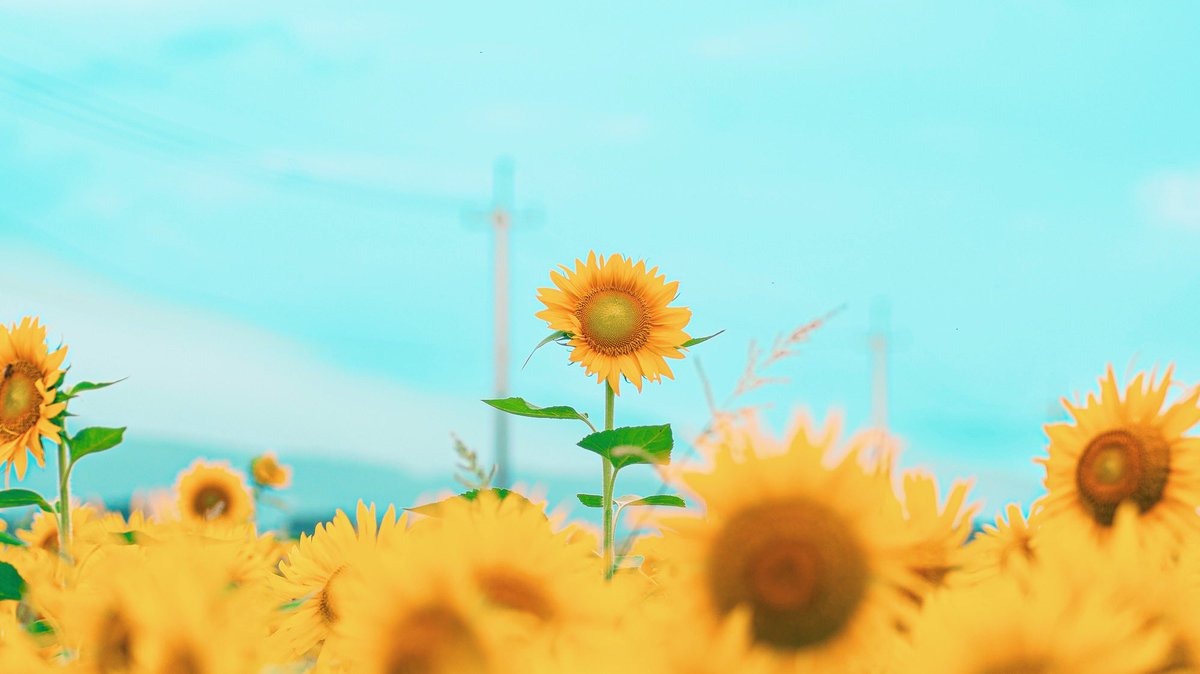青空のもと元気に咲くひまわりをお届け