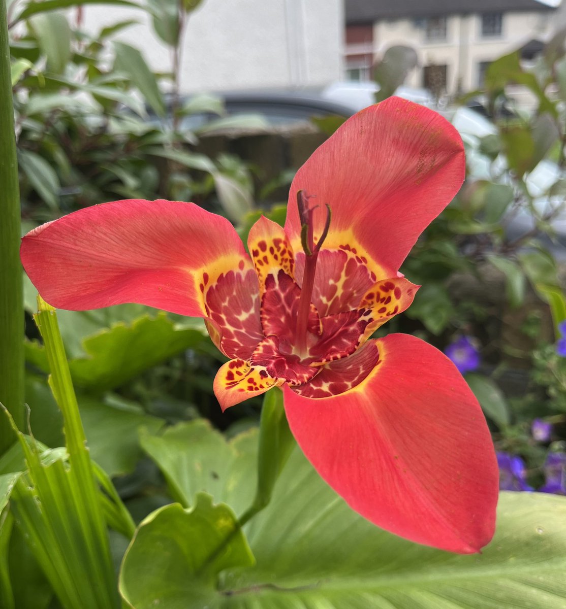 BearDublin's tweet photo. Flower number 2 has arrived #tigridia https://t.co/Uf7qI5EYmO https://t.co/HfpbuZXMTO