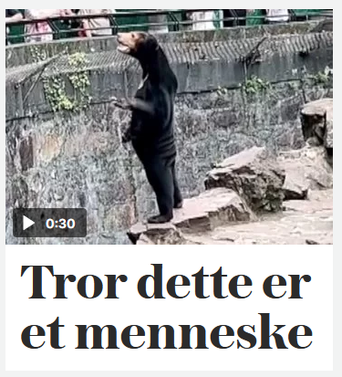 Dette ser ut til å vere ein soy-bjørn. Han der kan ikkje ha trent mange squats.