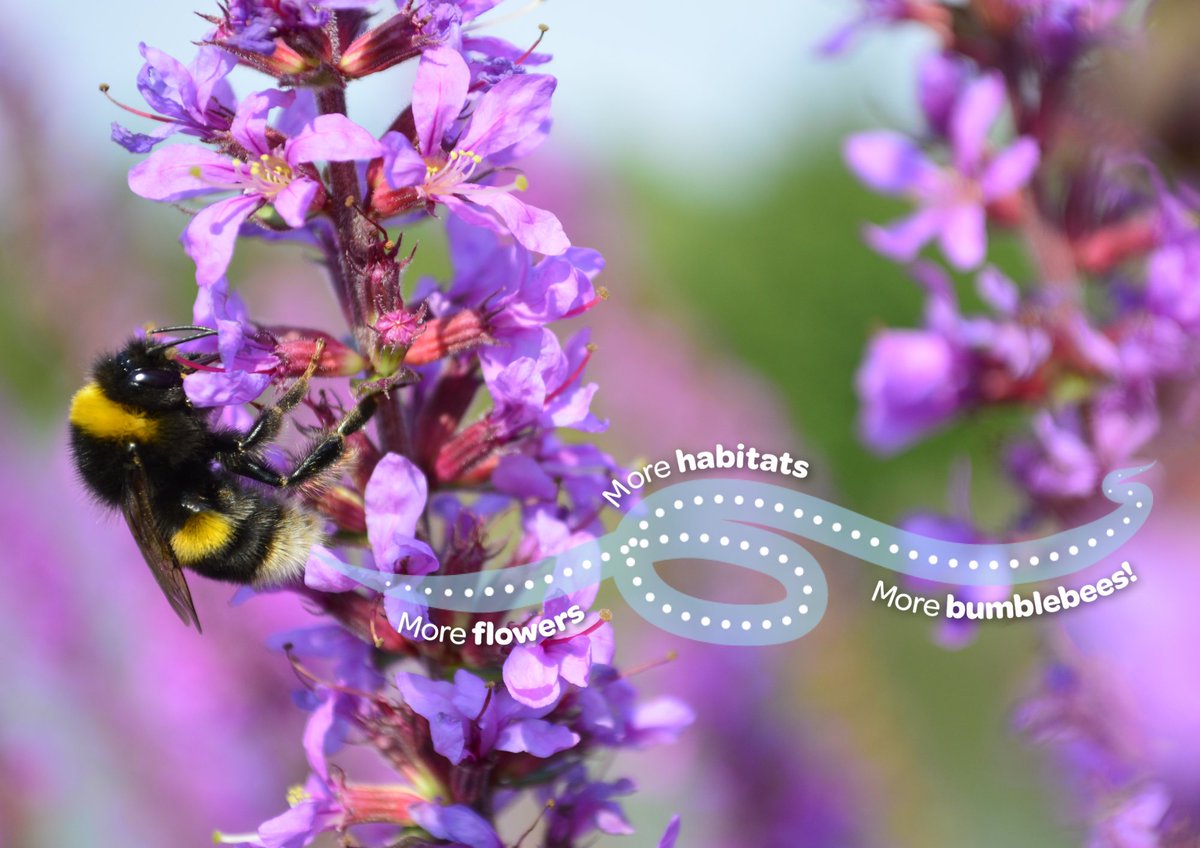 Did you know a bumblebee is only ever 40 minutes away from starvation? 💔 

Your donation to our cash appeal will help create #wildflower areas, educate communities, and save these important pollinators.

Together we can #SaveTheBumblebees 🐝

ow.ly/zC2650PpKsb