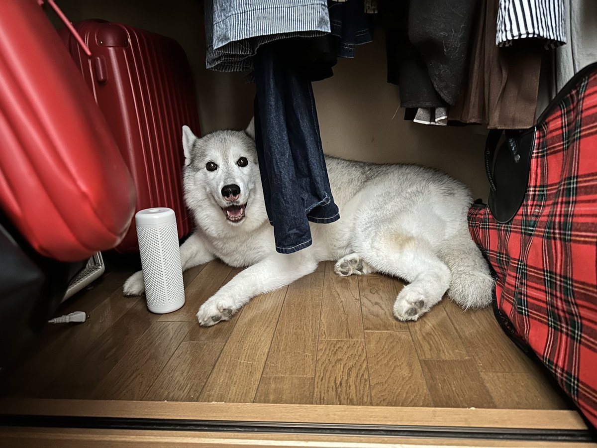 Husky_one1's tweet photo. どこにもいないと思ったら、クローゼットで涼んでたわ。。。 https://t.co/H9XQouwQIF
