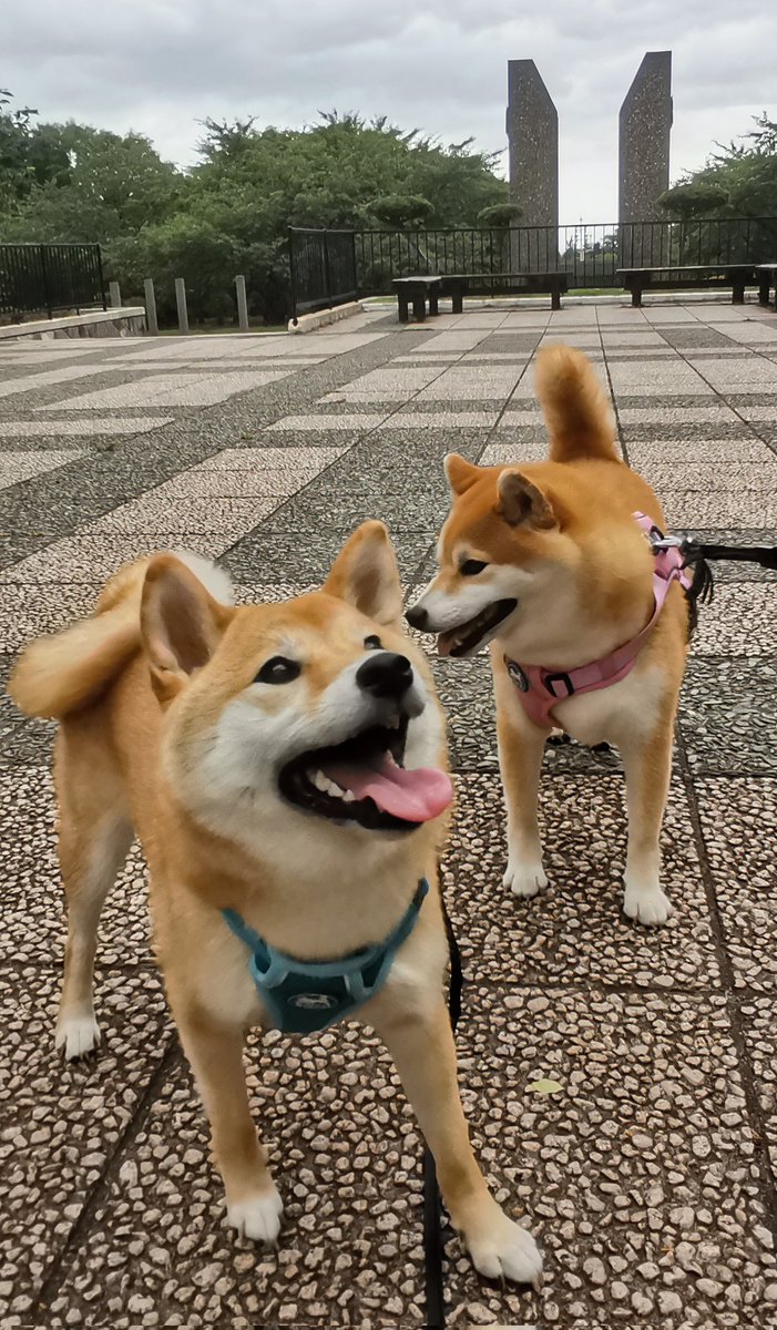 chibiko20190705's tweet photo. 夕散歩
北海道森町　オニウシ公園
広くて綺麗な公園です😊
ちび子　ニコニコ😊
まる子　ニコニコ😊
#柴犬　#犬のいる生活　#犬との生活 https://t.co/y0DdqrwCwC