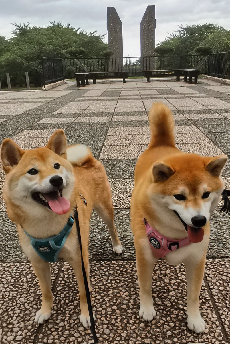 chibiko20190705's tweet photo. 夕散歩
北海道森町　オニウシ公園
広くて綺麗な公園です😊
ちび子　ニコニコ😊
まる子　ニコニコ😊
#柴犬　#犬のいる生活　#犬との生活 https://t.co/y0DdqrwCwC
