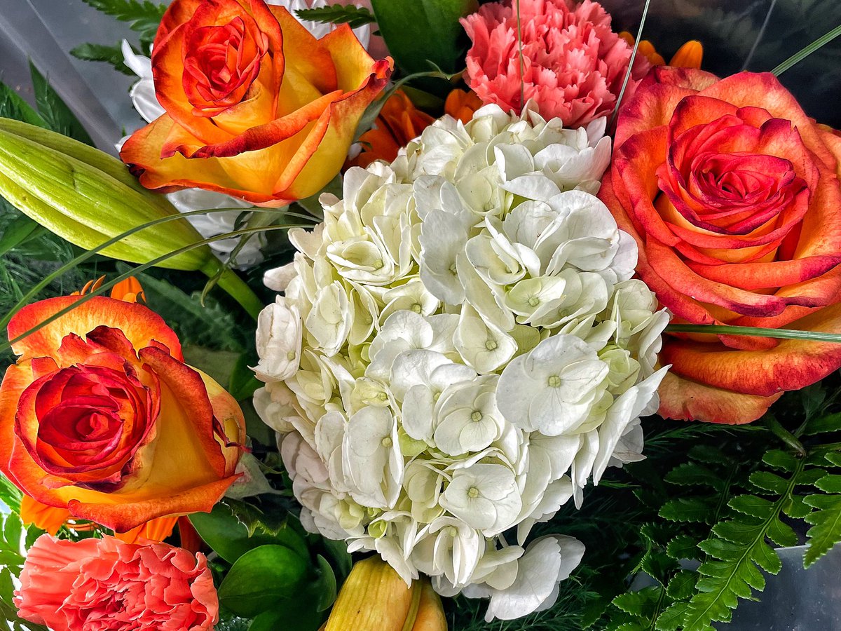 AnnBradfield's tweet photo. It’s coming up roses 🌹 #happyx #flowersonx #xflowers #goodmoringxworld https://t.co/jtXCKw2bcm