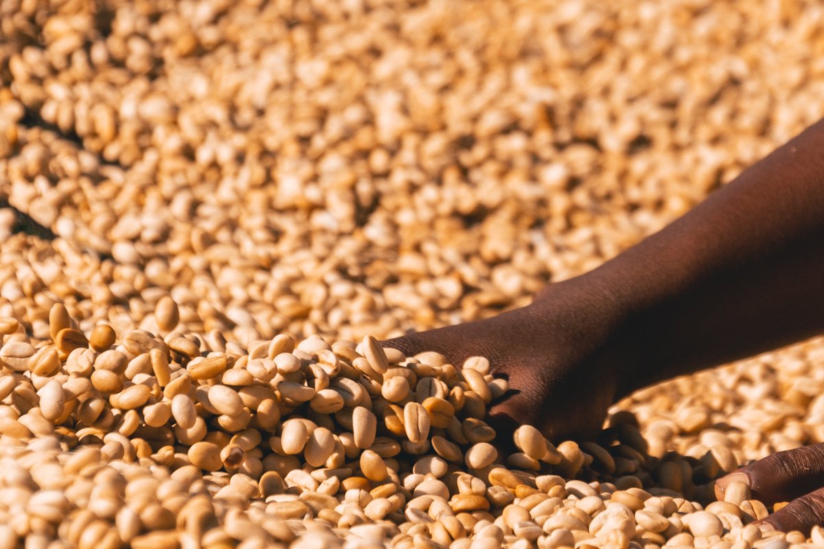 Trabocca tweet media