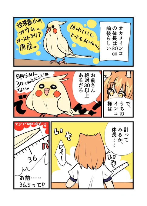 うちのオカメインコがデカ過ぎる 