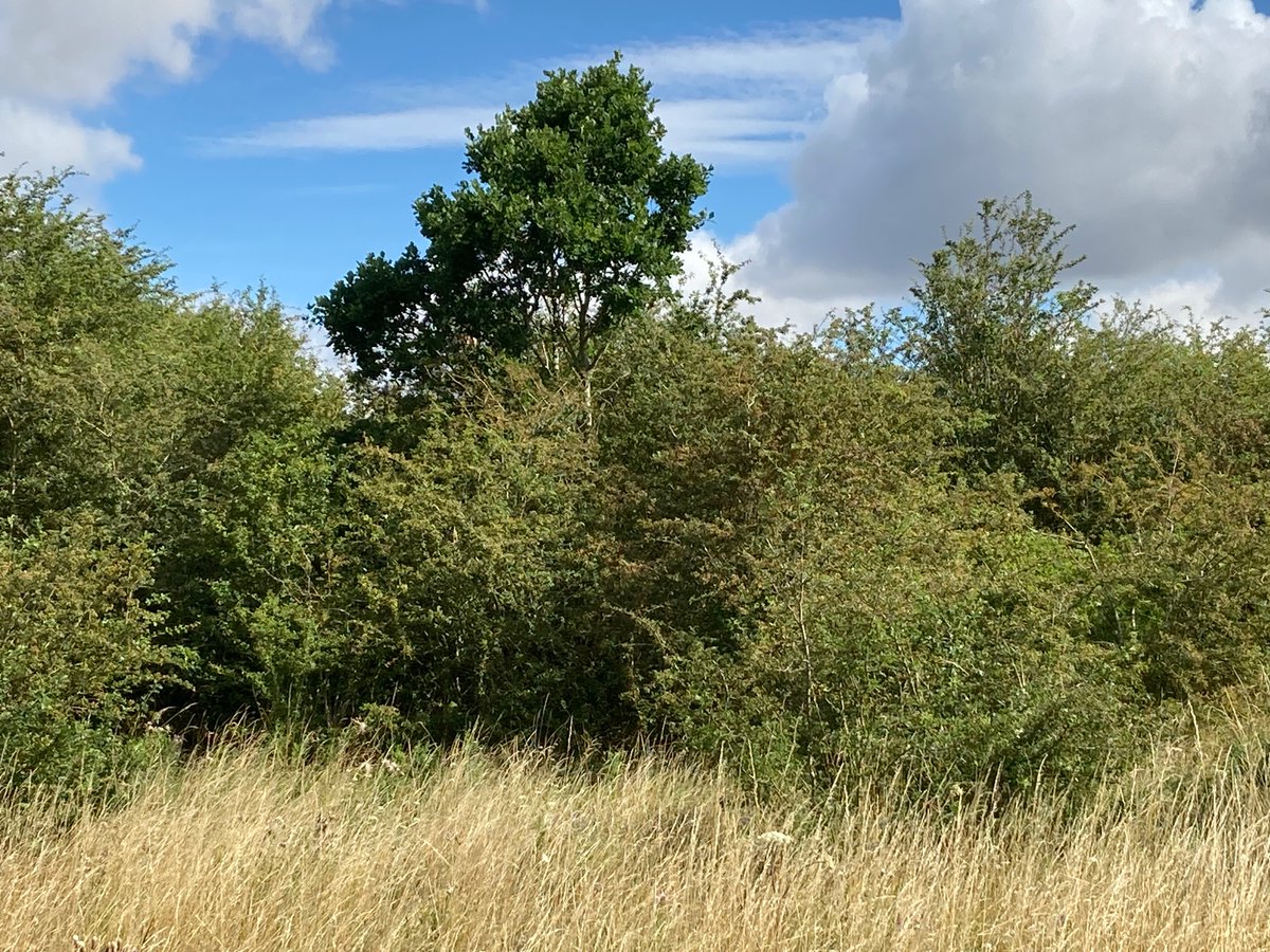 Thorn is the mother of the oak. A ~35 yr old Oak emerging from the protection of Hawthorns that have kept the browsers off it. It will now develop into a tree canopy above the Hawthorns that will become the understory. This is how woodlands spread naturally.