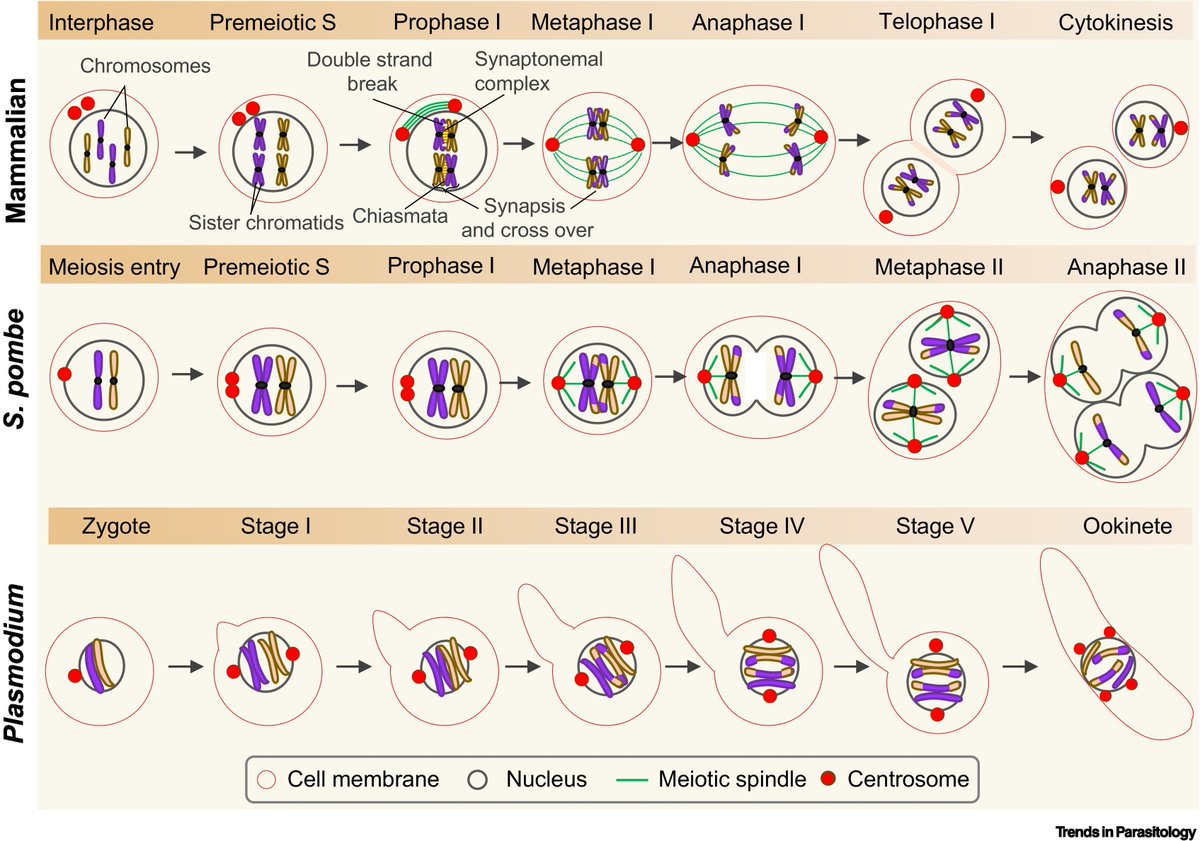 TrendsParasitol's tweet photo. New Opinion discussing #meiosis in #malaria parasites, authored by David Guttery @Zeeshan_MF @TonyHolder2 @EelcoTromer & @RitaTewari. #Plasmodium #Zygote #Diploid #Haploid #RPP @UniofNottingham @uniofleicester @TheCrick @ResearchGbb
https://t.co/DQusbzrxJK https://t.co/ATF3veKXiz