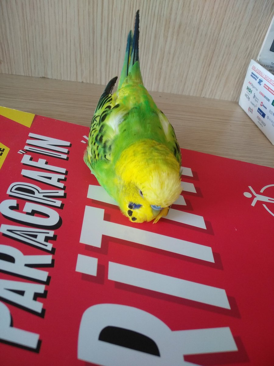 Hocam fıstık kitabımın üzerinde uyuduğu için ders çalışmadım valla ya