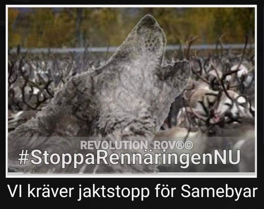 Vargstammen är aldrig starkare än sin svagaste länk.
Inflödet av nya varggener begränsas av skyddsjakt kopplad till skador på samernas rennäring.
#varg #Genitik #Sverige🇸🇪  #renbetesland #skyddsjakt #illegalhunting #renägare #samer 

revolutionrov.org/2023/08/03/var… via @RevolutionRov