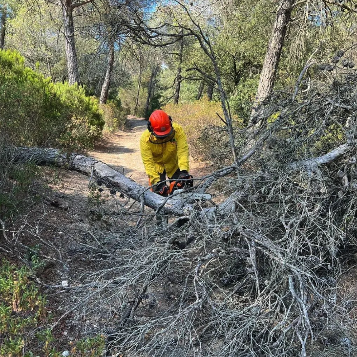 ADFPiera's tweet photo. Retirem un arbre caigut a un camí forestal del terme. Una altre de les nostres funcions consisteix en revisar els camins i pistes forestals. Així garantim que els mitjans d'extinció puguin accedir ràpidament en cas d'emergència. Si detecteu incidències aviseu-nos per les xarxes! https://t.co/JQgB7decx9
