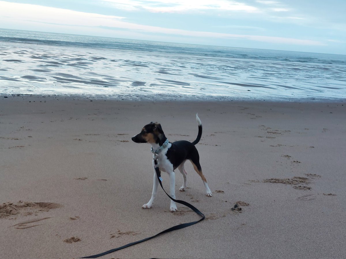 andisheffer's tweet photo. Evening walk, Ezra's first time on the beach @Warkworth_Amble she loved every minute! #warkworthcastle #papihound #happypuppy #Ezra https://t.co/oz1q0Vr2a0