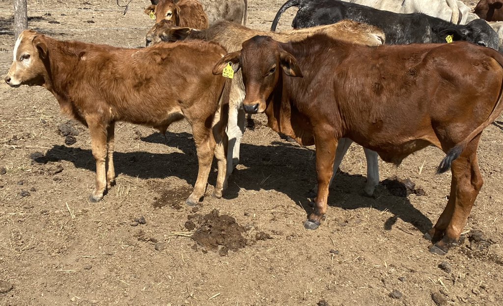 Klipranch tweet media