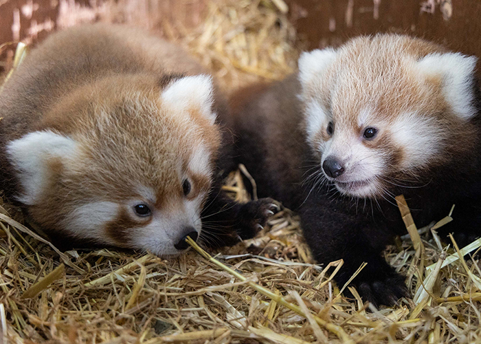 Fota Wildlife Park tweet media