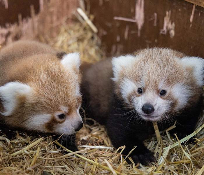 Fota Wildlife Park tweet media