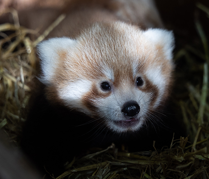 Fota Wildlife Park tweet media