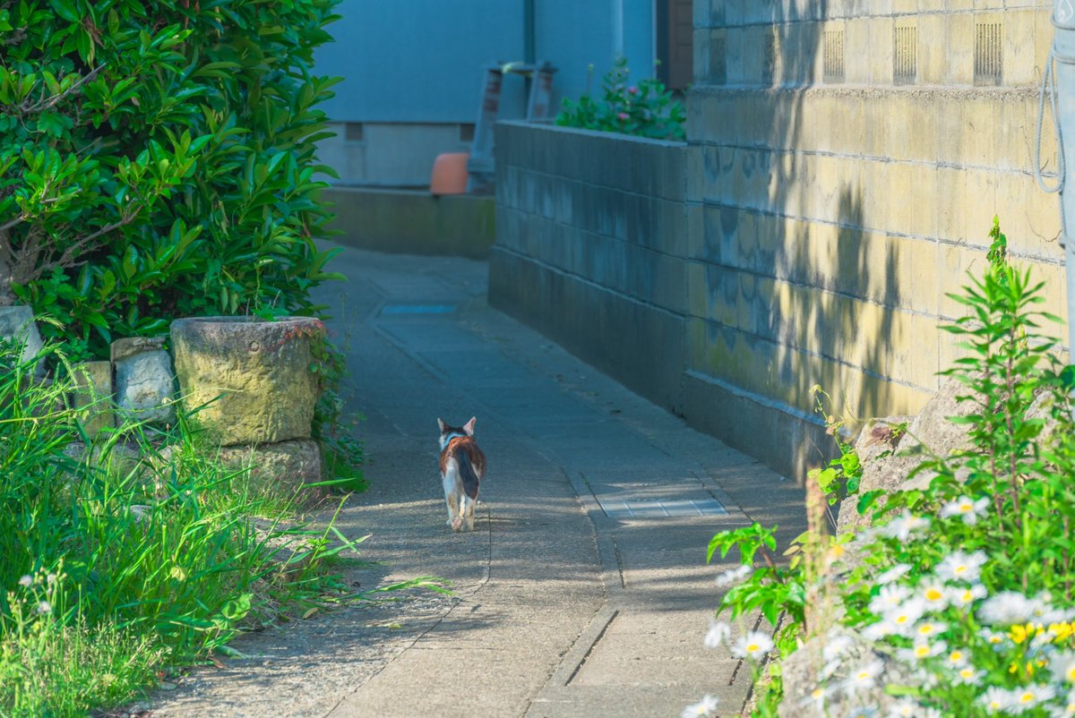 photono_gen's tweet photo. 青と夏。 https://t.co/cQeU98esR9