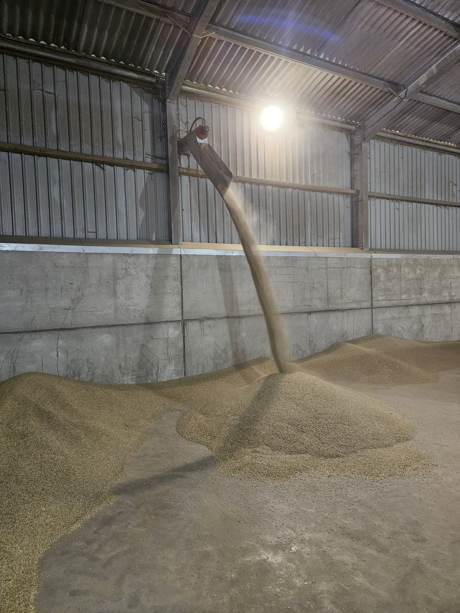 Rob (@robbriscoe1) on Twitter photo Probably like a lot of arable farmers #Farm24 will be mostly spent drying grain,  in this case winter barley destined for animal feed #Farm24 Probably like a lot of arable farmers #Farm24 will be mostly spent drying grain,  in this case winter barley destined for animal feed #Farm24