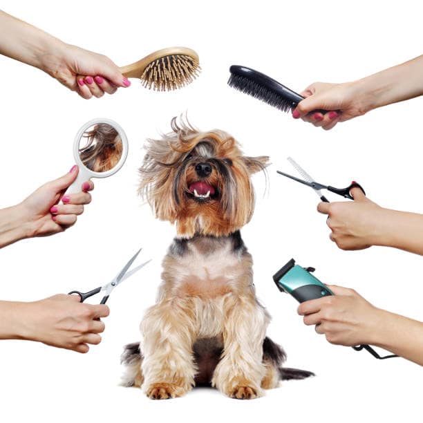 Creatures8's tweet photo. For all of our grooming clients, we would like to let you know our grooming diary is now open up to and including 30th September 2023.We have also added more appointments into August to meet demand and still offer walk in appointments for nail clipping. 
#billericay #brentwood https://t.co/GS9EQoBWwb