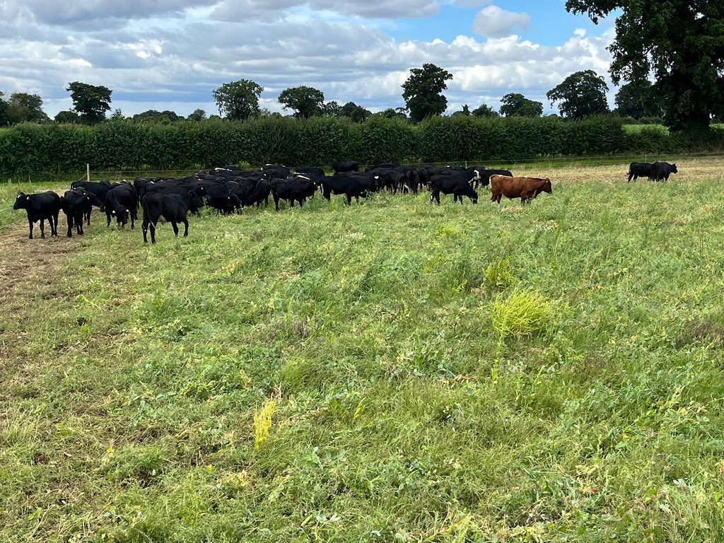 Norfolk County Council Farms tweet media