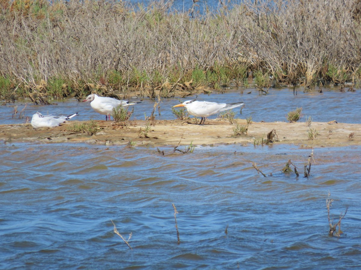 ARochaLife1's tweet photo. Lesser Crested Tern and Black Stork yesterday at Ria de Alvor!
#birdnerd #riadealvor #arochalife #birds #birding #birdwatching #blackstork #tern #oiseau #ornitho #cigognenoire #sterne #ave #vogel #instabird #eye_spy_bird #greatguide #wetland #zonehumide https://t.co/WgKt1rFkUC