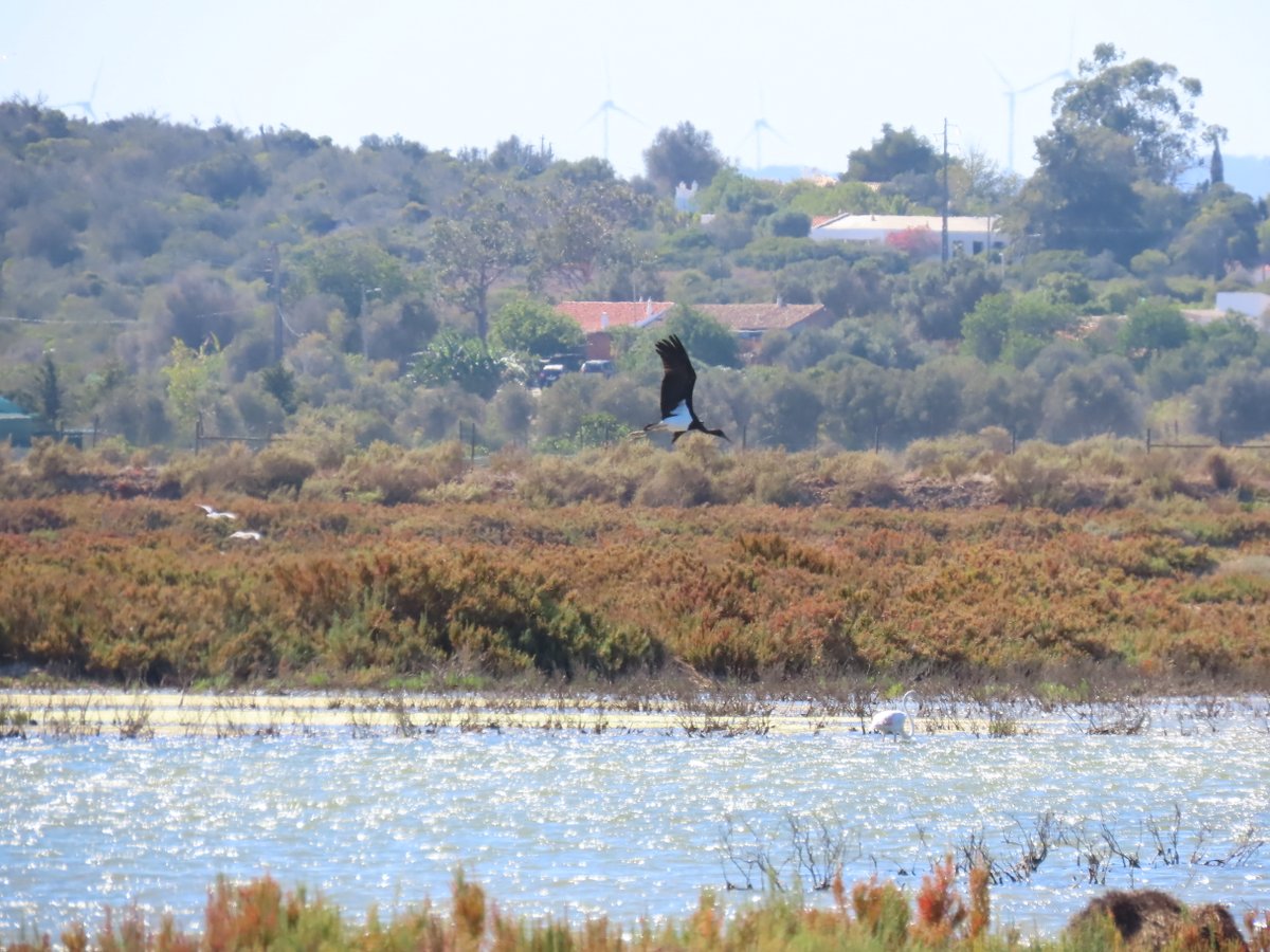 ARochaLife1's tweet photo. Lesser Crested Tern and Black Stork yesterday at Ria de Alvor!
#birdnerd #riadealvor #arochalife #birds #birding #birdwatching #blackstork #tern #oiseau #ornitho #cigognenoire #sterne #ave #vogel #instabird #eye_spy_bird #greatguide #wetland #zonehumide https://t.co/WgKt1rFkUC