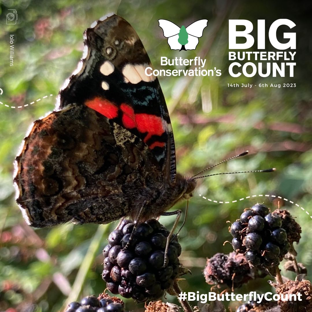 Today we’ve revealed a huge surge in sightings of the Red Admiral as #BigButterflyCount 2023 enters its final days. 🦋🕚

The Red Admiral is currently flying high with 170,000 sightings reported so far, an impressive increase of 400% on the same period last year. 📈

📸 :
