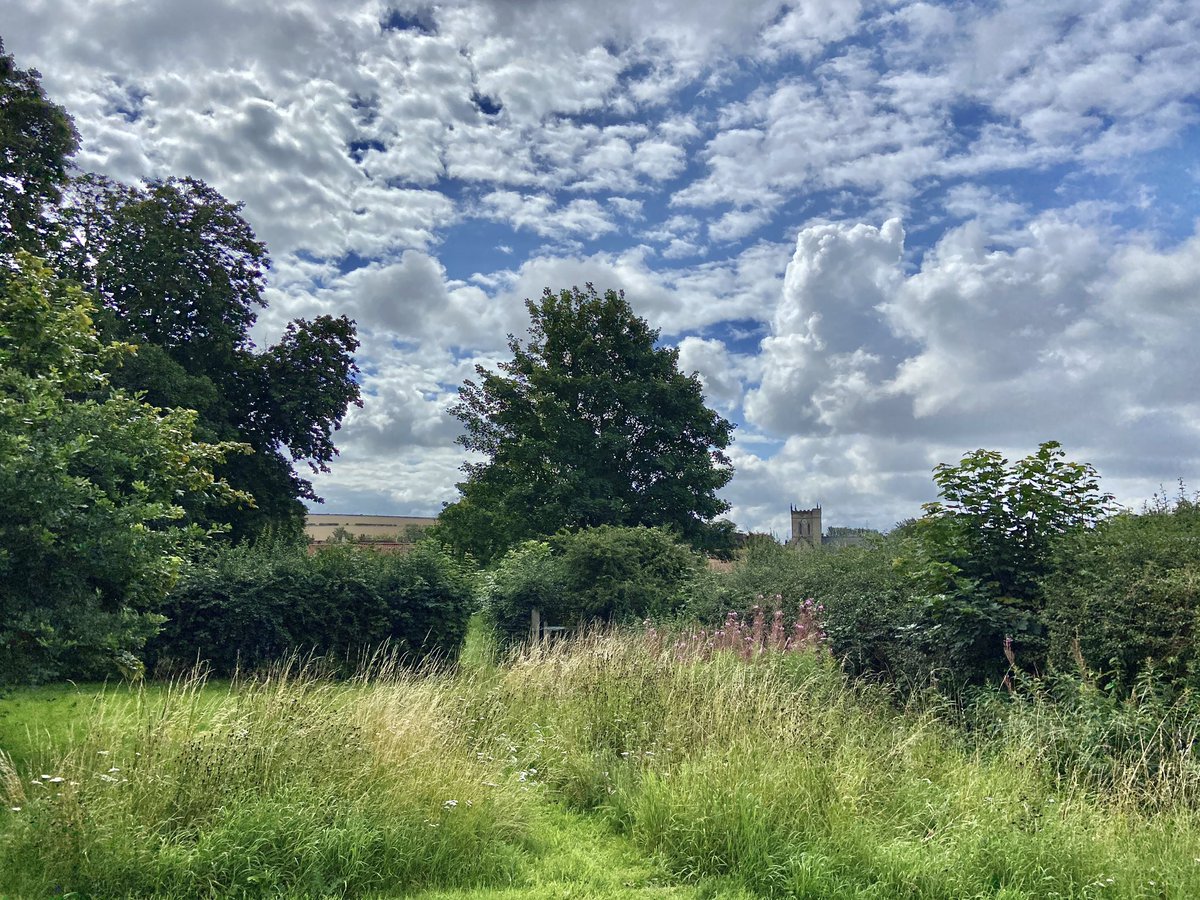 Dappled Morning Clouds. 18°C. Willow Herb in the meadow.