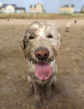 MedDetectDogs's tweet photo. If you go down to the beach today... you'll find a VERY sandy Digby.

Digby is a nut detection dog who uses his amazing nose to screen for even the tiniest trace as this could be life-threatening for his client, Seren, who has a severe allergy.

https://t.co/1CBlWg6YZ9

#IADW https://t.co/0fJf7le787