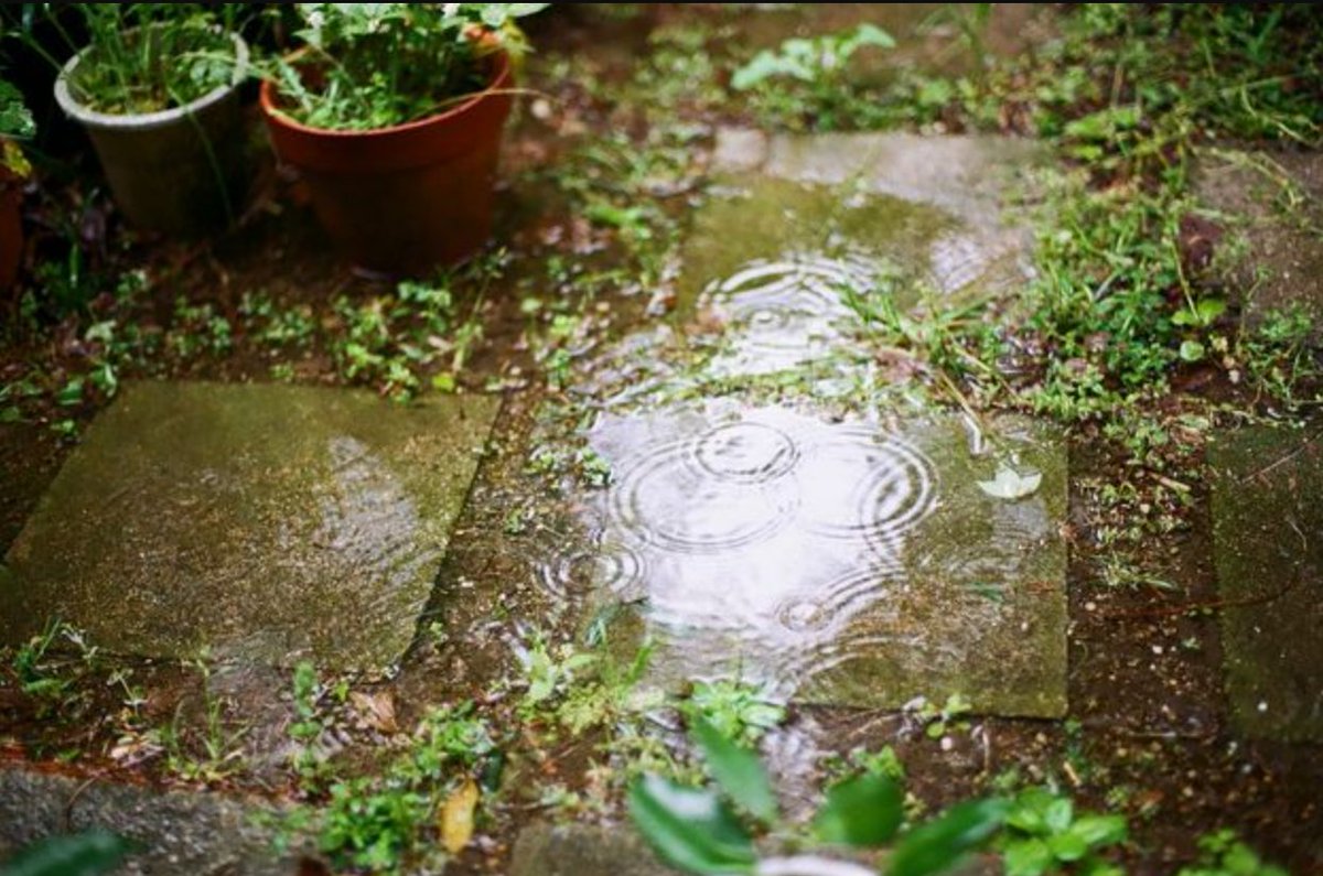 Op zich handig: we hebben de buitenplanten al wéken geen water hoeven geven. 
Van de andere kant: we hebben ze wel zwemles moeten geven ...