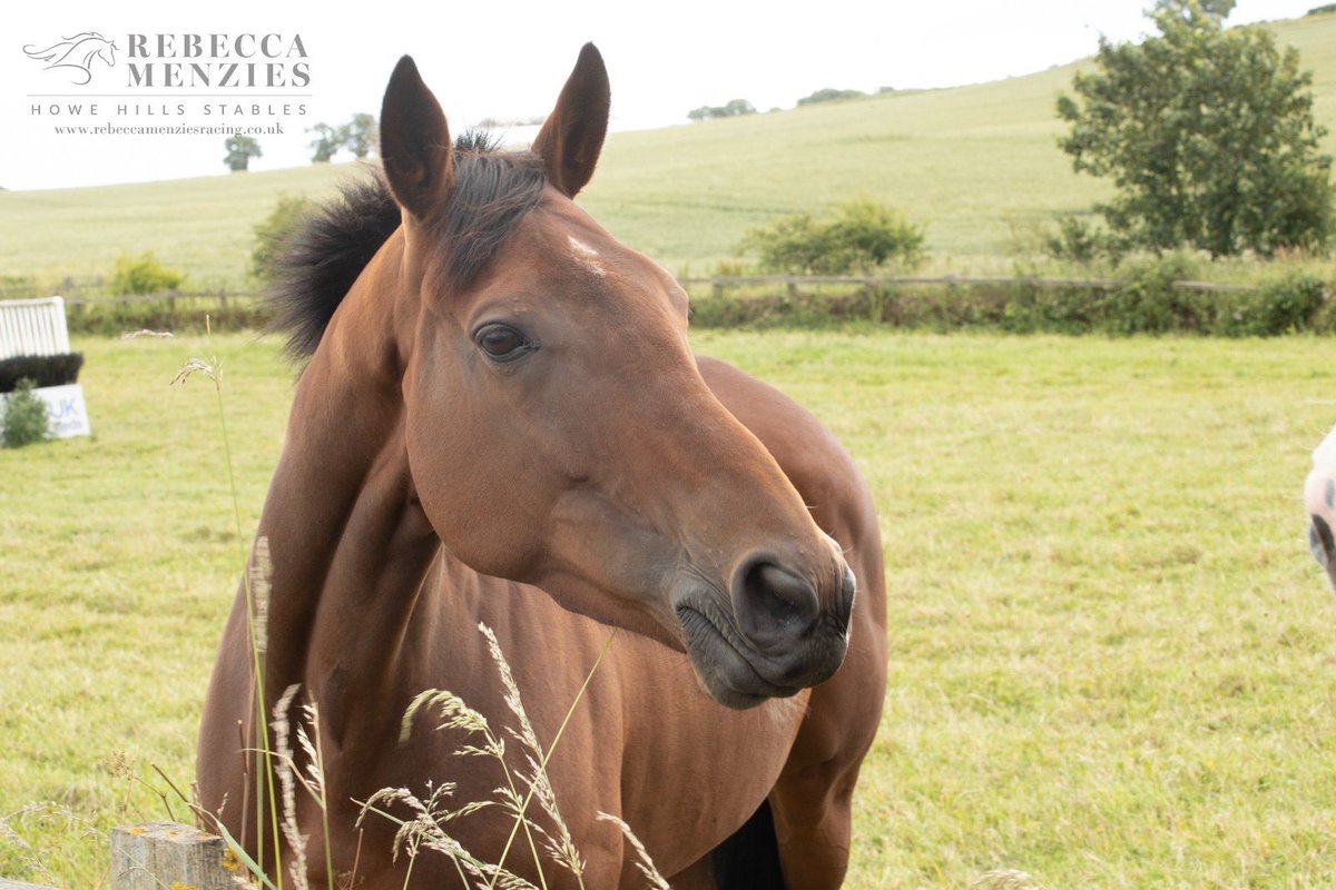OldGoldRacing's tweet photo. Lenebane is still very happy on her holidays - all inclusive we heard ๐
*
*
*
#teamlene #lenebane #holidays #ownapieceoftheaction #getyourheartracing #oldgoldracing https://t.co/2aVs7I8ddW