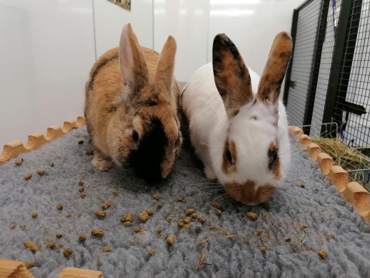 Need to keep your buns busy while you’re out and about this summer? You should encourage foraging! Scatter food around your rabbits’ enclosure, put their daily ration of nuggets in a puzzle feeder, and hide hay in boxes and tubes for them to dig out. 🐰🐰