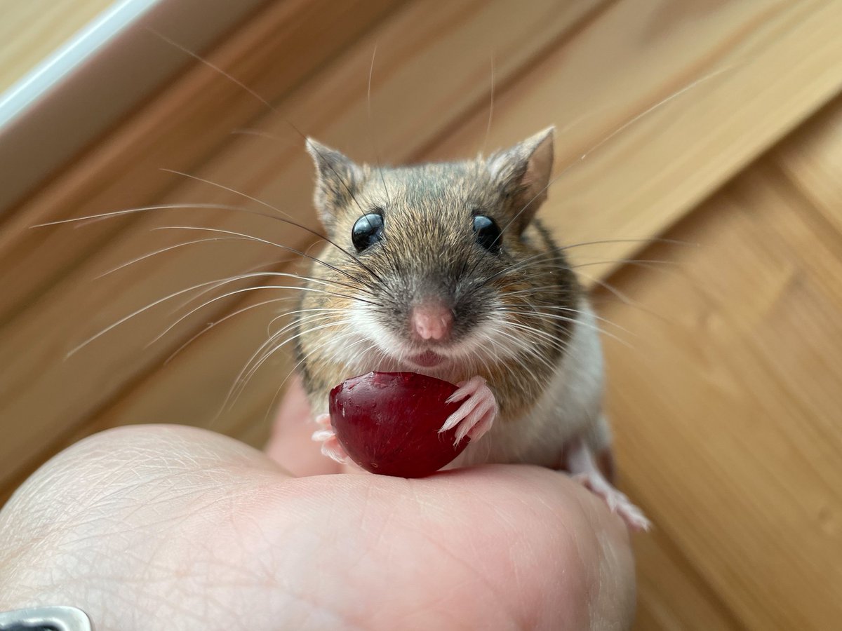 Кто же та самая мышб, которая вчера кусалась, пиналась, верещала сиреной, прыгала по всему кабинету, убегала и в итоге не дала взять себя за шкирку ветеринару? Вот она: Брунечка, мылышечка, бусинка - 36 грамм необузданной первобытной ярости и боевых единоборств.