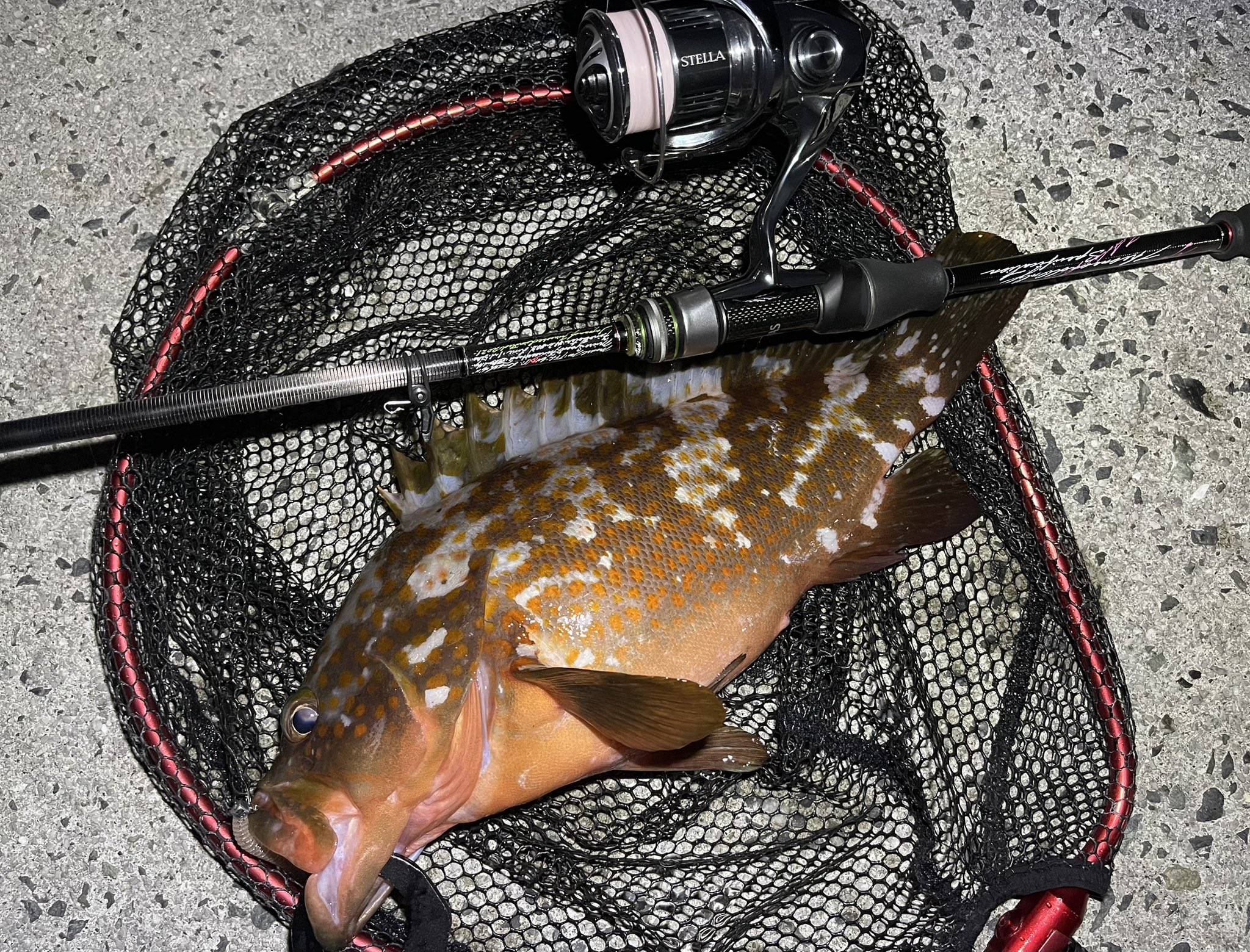 釣り豚 on X: 釣り豚 on X: