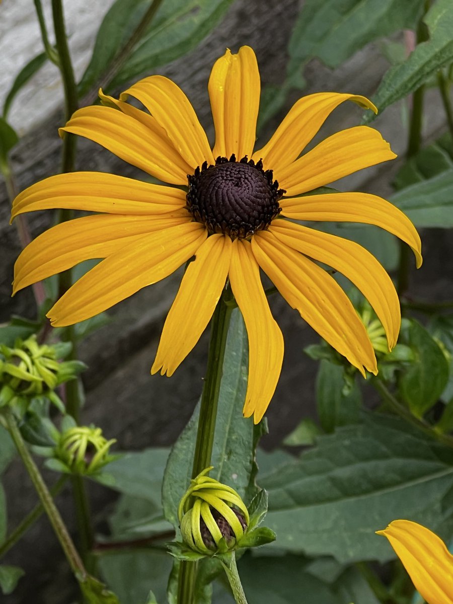 Fatemeh (@drmoheimani) on Twitter photo 