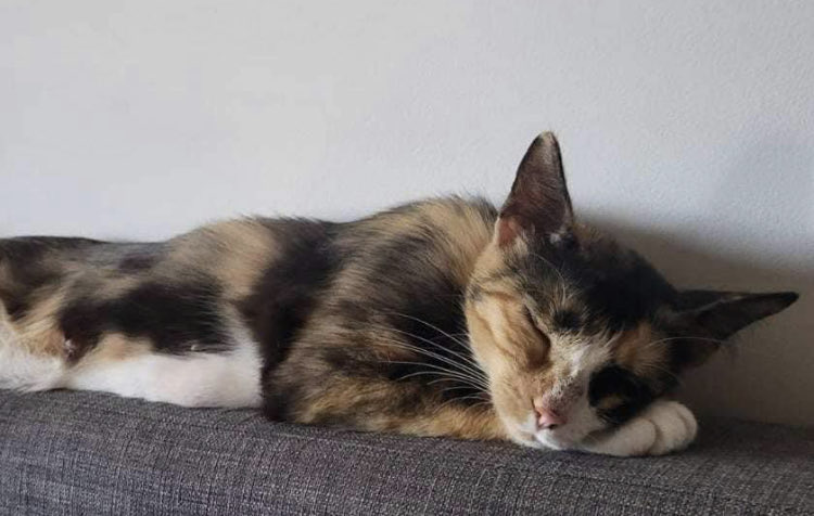 _LeChatPitre's tweet photo. Bonjour 💚

Je vous présente Nami ✨
Née en juillet, cette femelle est déparasitée, vaccinée et strérilisée.

Elle est adoptable sur #Marseille et ses alentours. https://t.co/MuwCsrb4PT