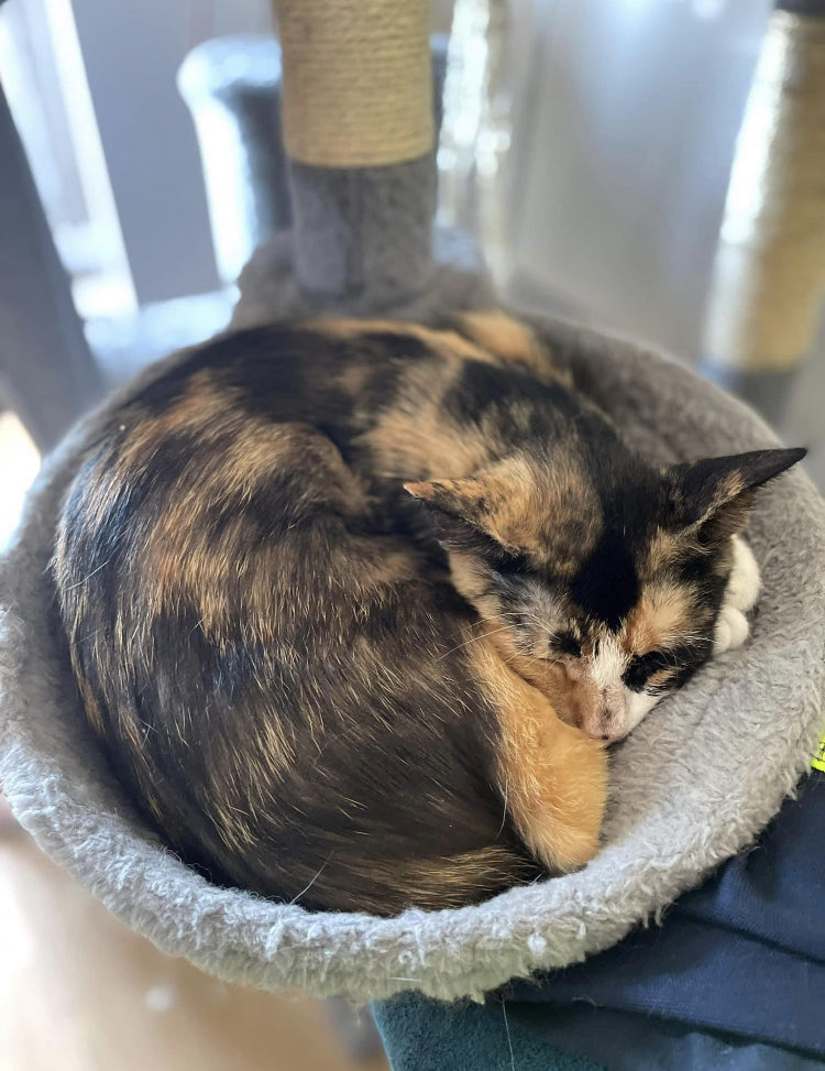 _LeChatPitre's tweet photo. Nami a besoin d’une famille qui sera prête à lui accorder l’attention et les interactions qu’elle demande dans un environnement entièrement sécurisé 💚 https://t.co/BCXaVF5A72