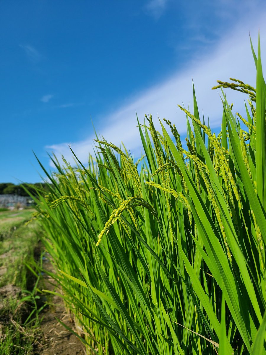 budounoki_group's tweet photo. 空と大地はぐっと引き込むような情景。
お花と畑とお野菜は、力強い成長。
夏のぶどうの樹周辺です😊✨
さて、夏休みお盆シーズン。
各店舗、非常に予約が混みあっておりましてご案内が難しい日にちも多くあります😭
お早めにお電話にて、ご予約お待ちしております✨

#ぶどうの樹 #岡垣 https://t.co/NvdBESqKg1