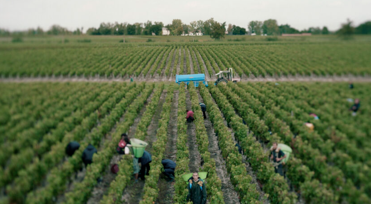 janeansonwine's tweet image. Will pulling up 10,000ha of vines solve the crisis facing many of Bdx small producers? @Gemmahadleywine  looks at where things stand. Free to read. #newcontentthursday janeanson.com/grubbing-up-ov…