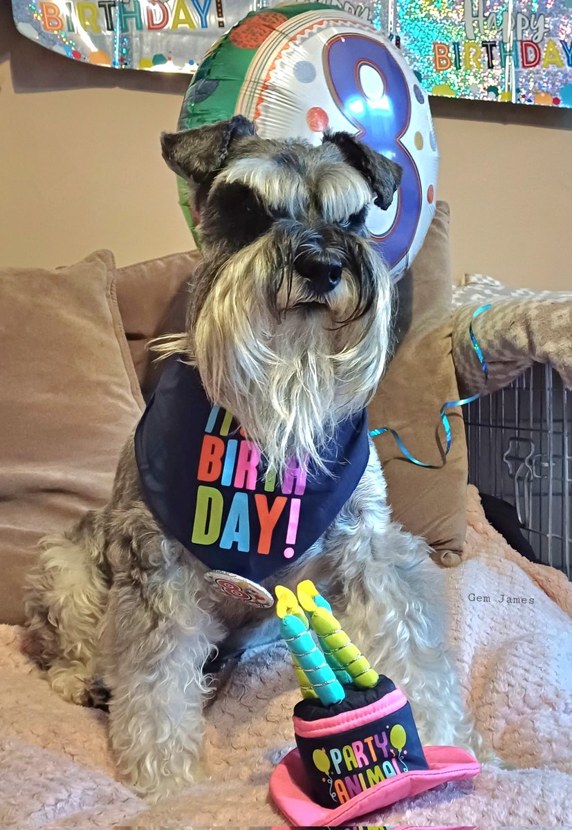 🥳🐶❤️Happy 8th Birthday❤️🐶🥳 To our sweet,gorgeous lad,We love you so much,You're our whole world🐶❤️🎉🎊✨️ #schnauzergang #dogsoftwitter #dogsarelove #dogsarefamily #ilovemydog #perfectschnauzer #happybirthday