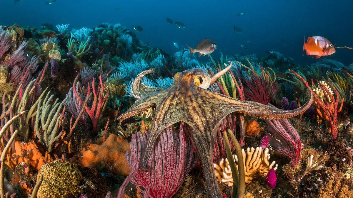 NatGeoEspana's tweet photo. El pulpo común, O. vulgaris, se distribuye por todo el mundo. Conforme ha aumentado la popularidad de consumir pulpo, las iniciativas para criarlos a nivel comercial están planteando incógnitas sobre su bienestar en cautividad.

📸: Greg Lecoeur. https://t.co/dwjg9M6yMY