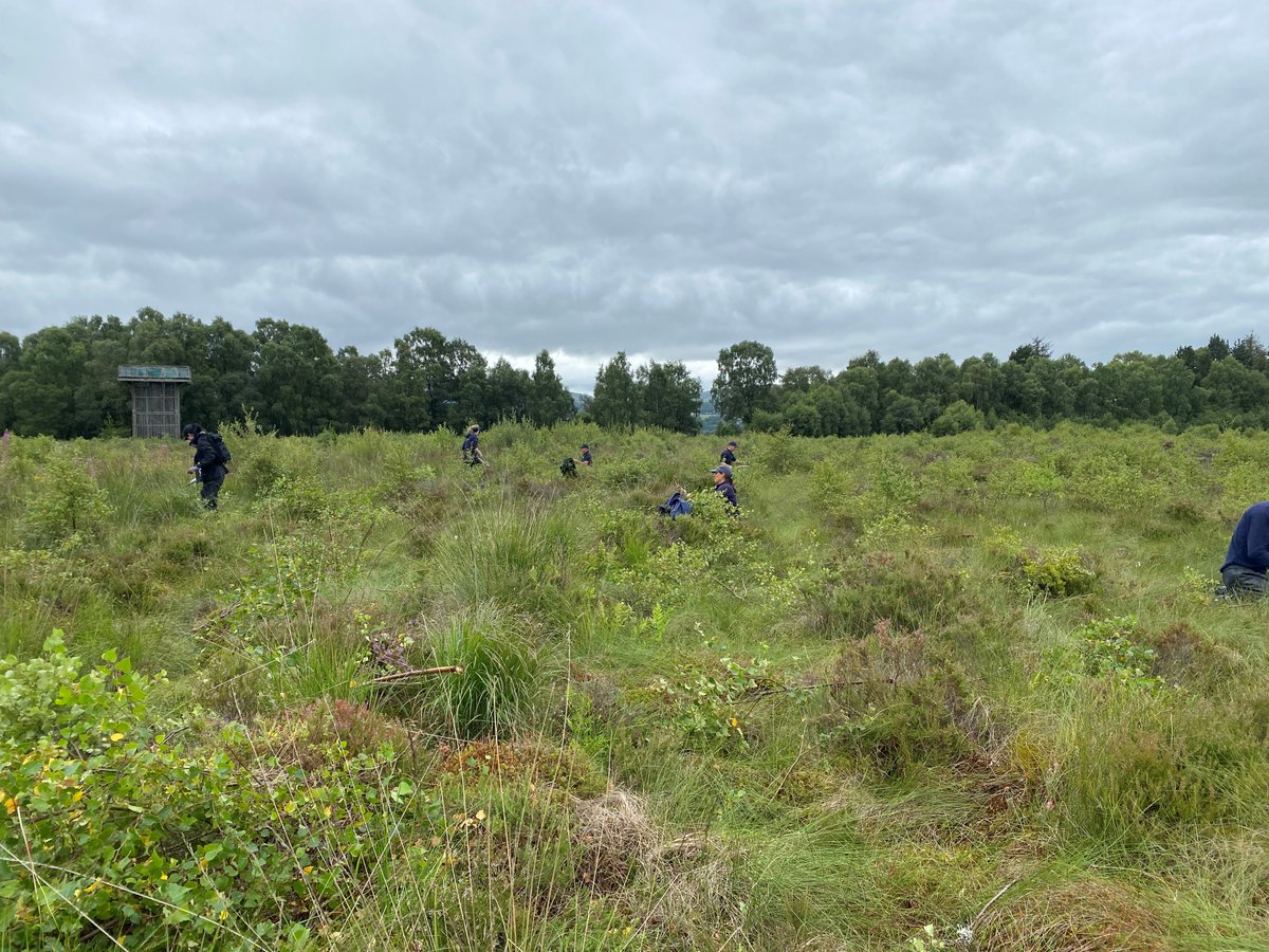A great team day out at Flanders Moss National Nature Reserve on Tuesday. This is one of the largest remaining intact raised bogs in Britain. We learned about the history of the bog, plans for the future and helped the local team with some birch removal. tinyurl.com/yuxa8kkb