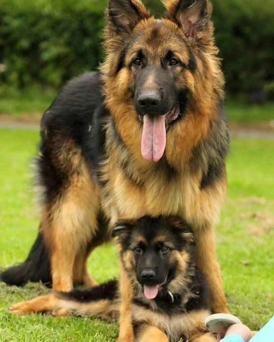 #german_shepherd #dog #germanshepherd #bestdog #lovedogs #dogs #truelovedog #beautifuldog #smartdog #creazydog #doglife   #germanshepherdworld #gsdforlife #gsddogs #gsdloverss #gsdcommunity #germanshepherdpuppy #liketime #likesforlike #followme #followforfollowback